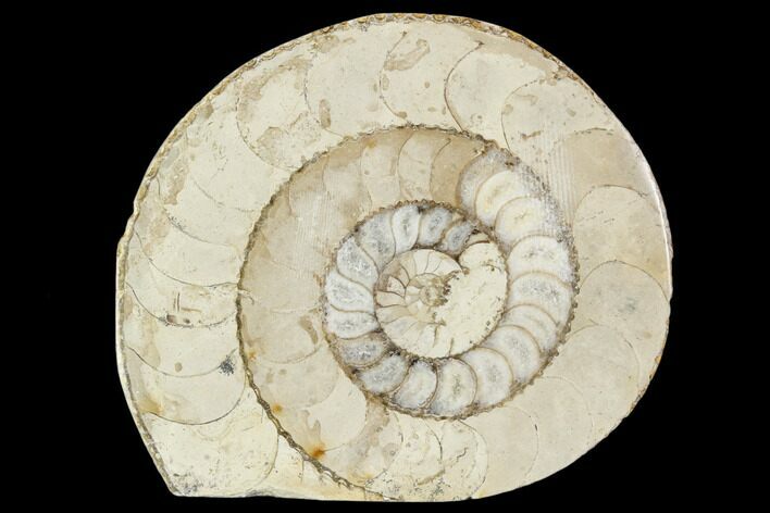 Polished Ammonite (Hildoceras) Fossil - England #103969
